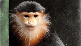 白臀葉猴,美猴王
https://www.flickr.com/photos/kevinwburkett/3825102398/in/photolist-6Q1DFm-7a6fVD-cpa9Ny