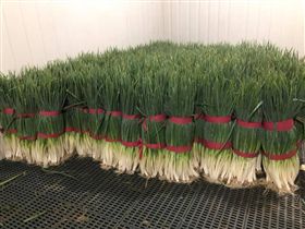 蔥、蒜頭、洋蔥，蔥屬蔬菜　圖／pixabay