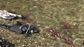 吳永森拍攝紅鮭台灣水下攝影師吳永森為捕捉太平洋紅鮭的照片，在加拿大冰冷溪水中趴了近30個小時。（吳永森提供）中央社記者戴雅真倫敦傳真 108年4月21日