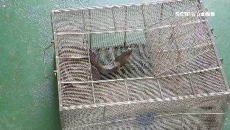 眼鏡蛇險進大樓！住戶驚慌求救消防隊