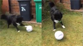 郵差先生陪狗狗踢足球。（圖／翻攝自Amy Barbour推特）