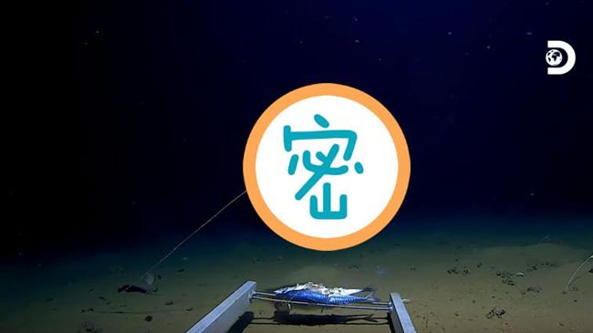 謎樣生物現蹤海溝深處　下擺牽絲詭爆