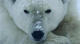 國家地理頻道危險星球