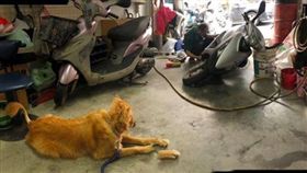 米克斯，斷腳，全景模式。(圖/翻攝自有點毛毛的臉書)