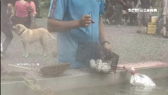 清水地熱拿捕鼠籠煮蛋　網：滿滿鼠味