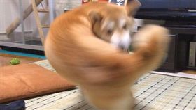 臉書,柴犬,狐狸,萌照,肌肉柴