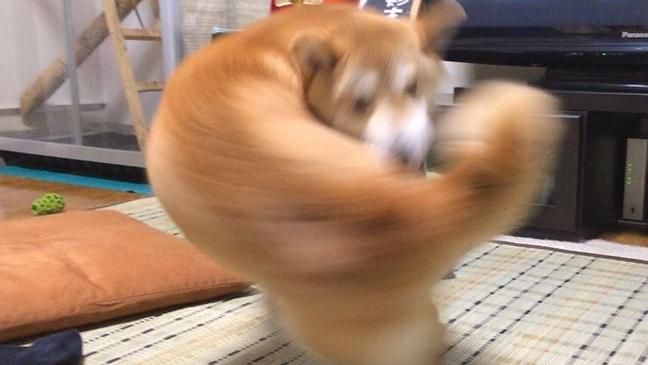 炸裂！這隻柴犬一轉身…是柴拳！
