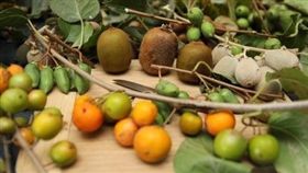 奇異果有紅橙黃綠、酸甜苦辣　一窺新奇超有感的奇異果