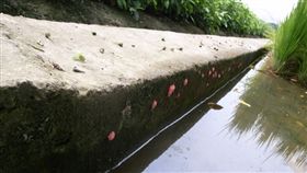 福壽螺／flickr／https://flic.kr/p/87pAvd