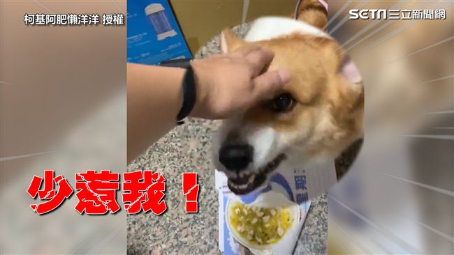 護食柯基吃飯只任她摸　媽一碰秒亮牙