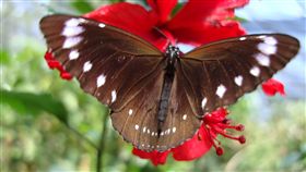 紫斑蝶遷徙季　天晴奮力群飛（1）雲林縣林內鄉長張維崢表示，今年受暖冬影響，台灣紫斑蝶提前北返。由於過去幾天下雨，26日天氣終於轉晴，群蝶奮力群飛，成為生態奇觀。（資料照片）中央社記者葉子綱攝　108年3月26日