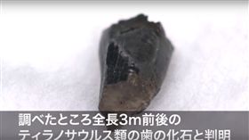 日本,琥珀,體驗,化石,白堊紀,暴龍,校外教學, 圖／翻攝自YouTube