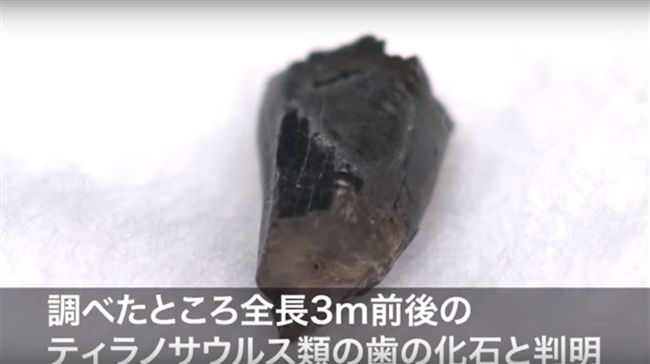日學生體驗考古！挖出9千萬年前化石