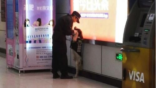 警犬值班撒嬌遭壁咚　無辜樣萌翻網友