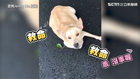 母狗懷孕被丟棄在公墓路邊