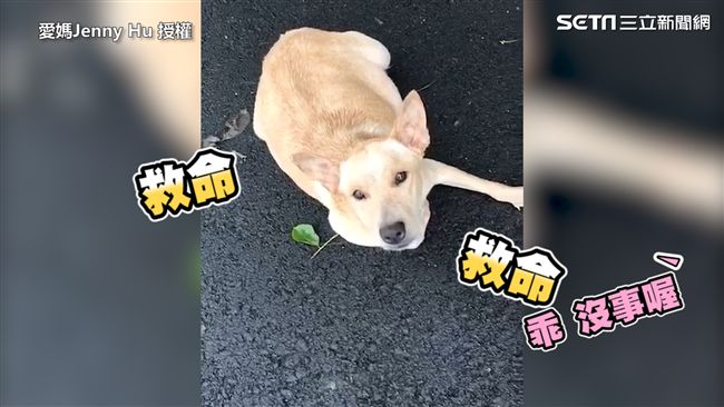 懷孕毛孩被丟公墓旁　愛媽怒：可惡！