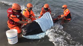 領航鯨受傷擱淺　海巡緊急救援（1）海巡署南部分署第一一岸巡隊23日獲報前往高雄市二仁溪橋南側沙灘救援受傷擱淺的領航鯨，先以濕布覆蓋並持續灑水保持濕潤，等待成大海洋生物暨鯨豚研究中心人員到場。（第一一岸巡隊提供）中央社記者楊思瑞台南傳真　108年4月23日