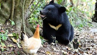 小熊要回家了！黑熊媽媽：像嫁女兒