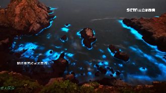 「賞淚」趁現在！馬祖東莒藍眼淚爆量