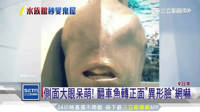 翻車魚正面超異形　網嚇瘋：好像怪物