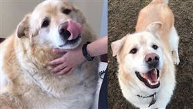 78公斤黃金獵犬減重成功。（圖／翻攝自This is Kai FB）