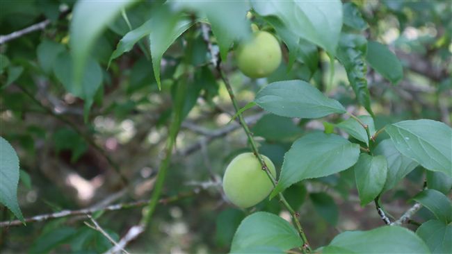 花蓮梅子旱害　農委會提災損補助