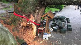 連日風雨 谷關五葉松神木樹幹遭吹斷台中市谷關地區一棵五葉松神木21日被發現因受風吹樹幹斷裂，斷木掉落大甲溪谷，斷裂處疑似蟲蛀跡象，台中市農業局將邀集中興大學樹木專家到場診斷。（翻攝畫面）中央社記者趙麗妍傳真　108年4月21日