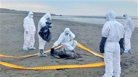 桃園竹圍漁港驚見豬屍 市府帶回採樣化驗海巡署北部分署第八岸巡隊21日下午獲報，在竹圍漁港南堤沙灘發現一具豬屍，立即派員到場拉起封鎖線消毒，並通知桃園市政府動物保護處帶回化驗。（海巡署提供）中央社記者吳睿騏桃園傳真　108年4月21日