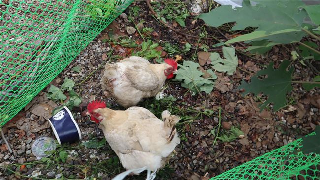 花博接駁站變養雞場　中市：要求改善