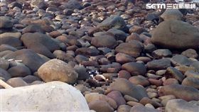 新北市,泰山,姊弟,爸爸,失聯,三芝,淺水灣,金山,翻攝畫面