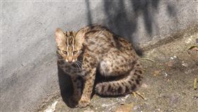 南投山區蓄水池發現受困石虎　林管處急救援林務局南投林區管理處台中工作站人員日前在南投縣國姓鄉一處蓄水池中發現一隻一級保育類動物石虎，且恐因受困多日體型非常消瘦，隨即協助救援並交由特生中心照料。（南投林管處提供）中央社記者蕭博陽南投縣傳真　108年4月24日