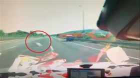 豬國道上跳車／翻攝自臉書爆廢公社