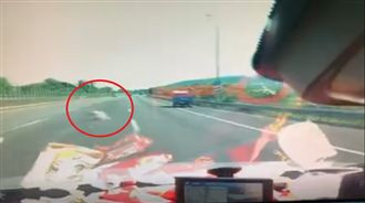 不想被吃掉？豬國道上突「越獄」跳車