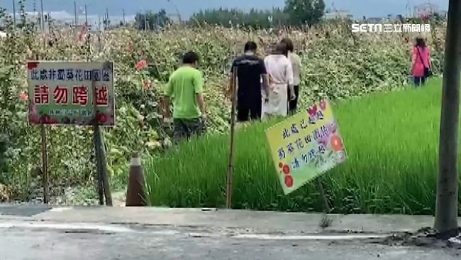 蜀葵花海封園　民眾仍私闖拍美照