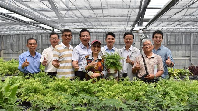 新品種葉片碧綠　腎蕨台東1號超療癒