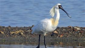 美麗嬌客黑面琵鷺群聚永安濕地（2）永安濕地是高雄市第一個經內政部評定的地方級國家重要濕地，高雄市政府14日表示，目前有175隻黑面琵鷺群聚濕地內，數量創新高，歡迎民眾前往賞鳥。（高雄市工務局提供）中央社記者王淑芬傳真　108年2月14日