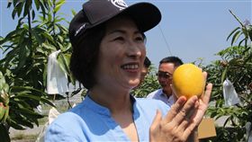芒果界的LV 台東夏雪芒果將上市盼衝高價錢台東農民4年前引進栽種新品種芒果–夏雪，目前栽種面積將近100公頃，農民稱它是「芒果界LV」，預計6月量產，台東縣長饒慶鈴（圖）25日前往果園，了解芒果生長狀況。（台東縣政府提供）中央社記者盧太城台東傳真　108年4月25日