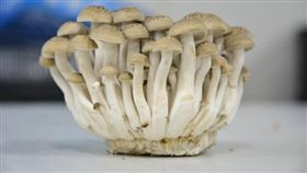 鴻喜菇　圖／臉書公開照片