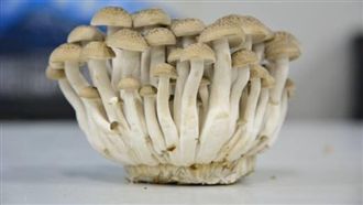 超強護肝食物！比蜆更便宜、更護肝！