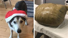 出國玩3天…愛犬離奇慘死綑成「黃色包裹」　她一見秒淚崩（圖／翻攝自Kirsten Kinch臉書）