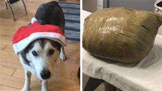 出國3天愛犬離奇慘死　她一見秒淚崩