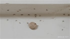 牆上一塊馬卡龍…狂冒22隻喇牙 網：母湯噴藥(圖/翻攝自爆怨公社)