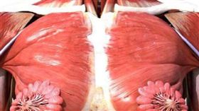 你看過嗎？原來女性乳腺長這樣 女網友：內心受創(圖/推特)