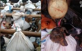 印尼屠宰場宰殺狗（圖／翻攝自Change For Animals Foundation臉書）