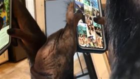  黑猩猩滑手機超熟練！還會點影片觀看（圖／翻攝自IG）