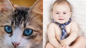 貓咪，嬰兒。(圖/翻攝自Pixabay)