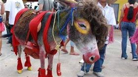 （圖／翻攝自推特）哥倫比亞,驢子,驢節,新娘