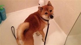 以為要散步！柴柴上牽繩卻被帶進浴室　秒垂八字眉：良心呢/twitter