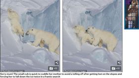 小北極熊受困冰崖下　媽滑下崖壁救女
（圖／翻攝自dailymail）