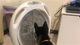 電風扇，電扇 圖／臉書公開照片